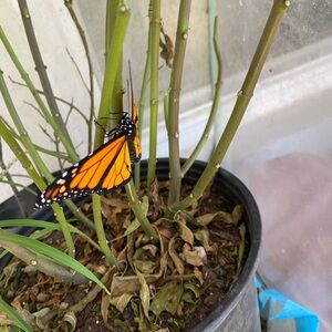 Monarch Butterfly on Plant